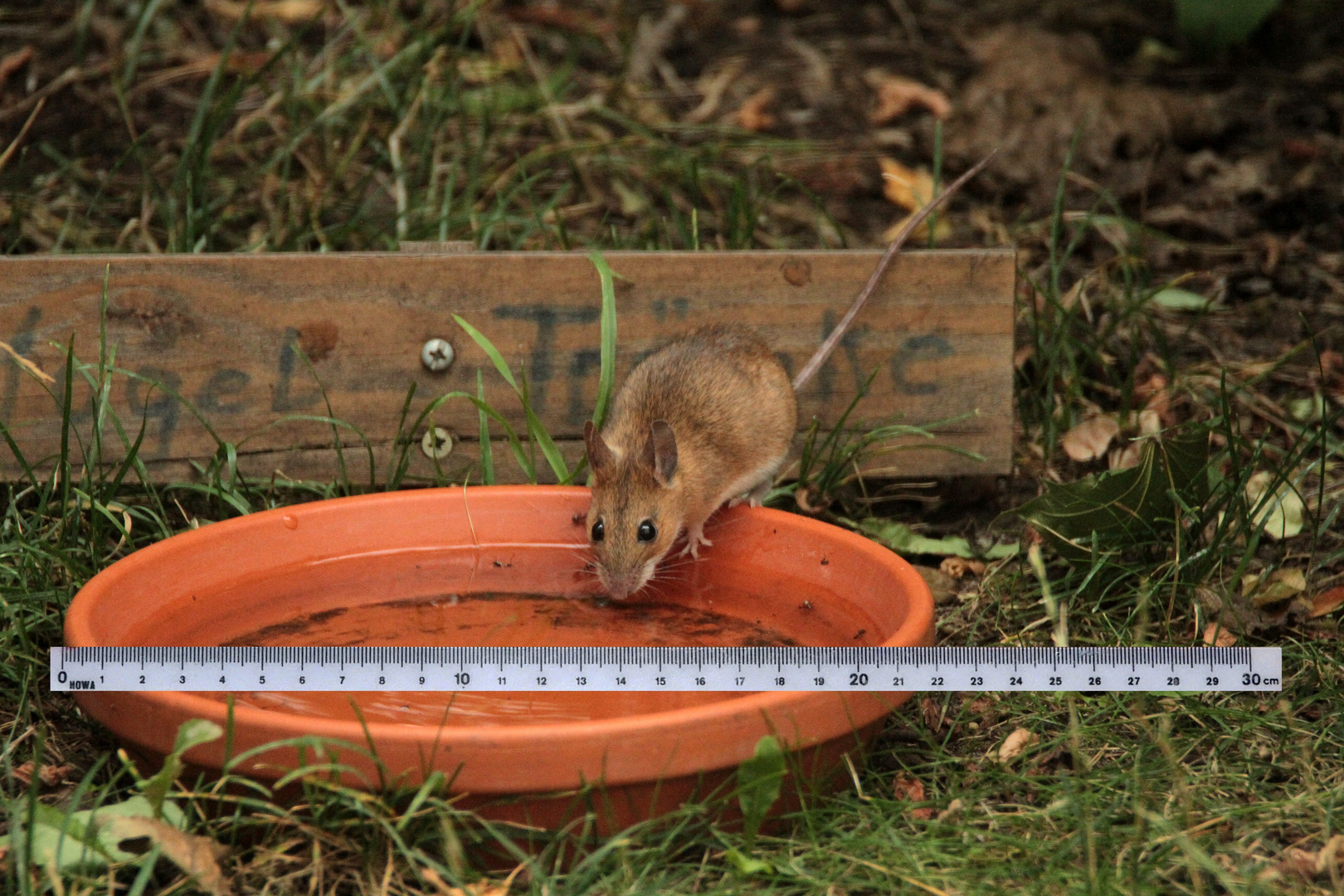 Es ist eine Waldmaus und doch keine Ratte