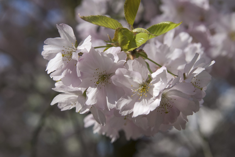 es ist endlich Frühling