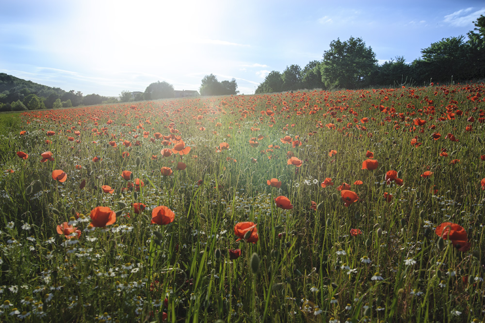 Es ist endlich Sommer...