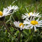 es ist fast soweit der Frühling kommt