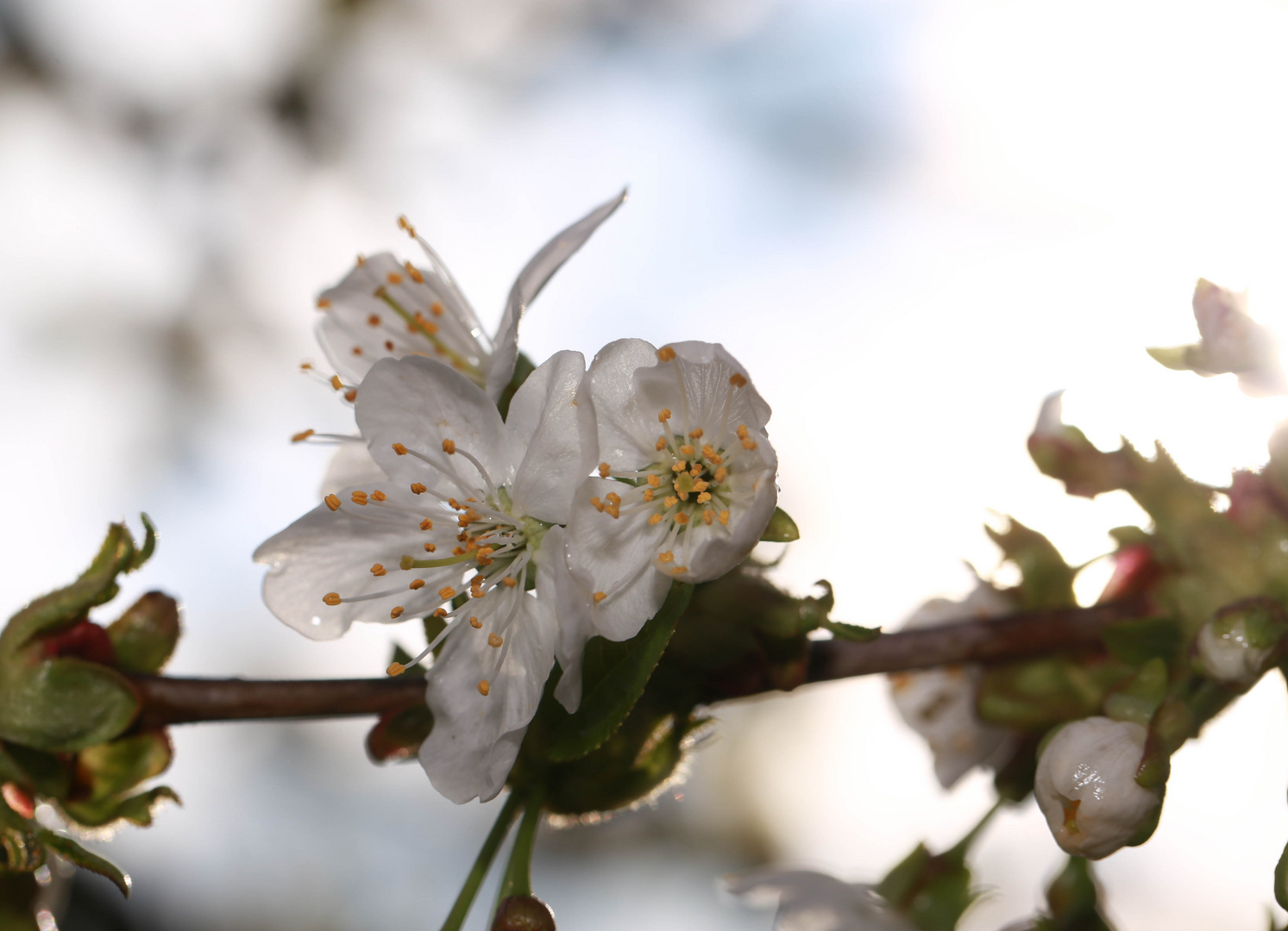 Es ist Frühling 2