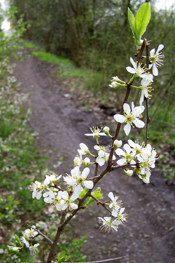 Es ist Frühling