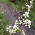 Es ist Frühling