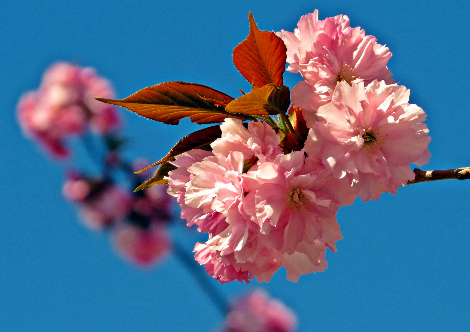 Es ist Frühling