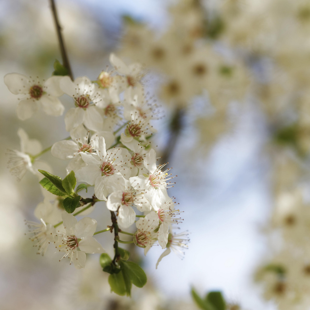 es ist Frühling