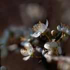 es ist Frühling