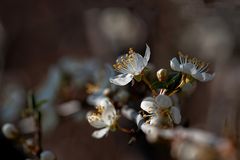 es ist Frühling