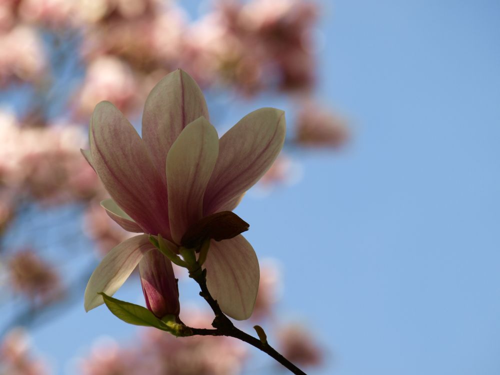 Es ist Frühling.