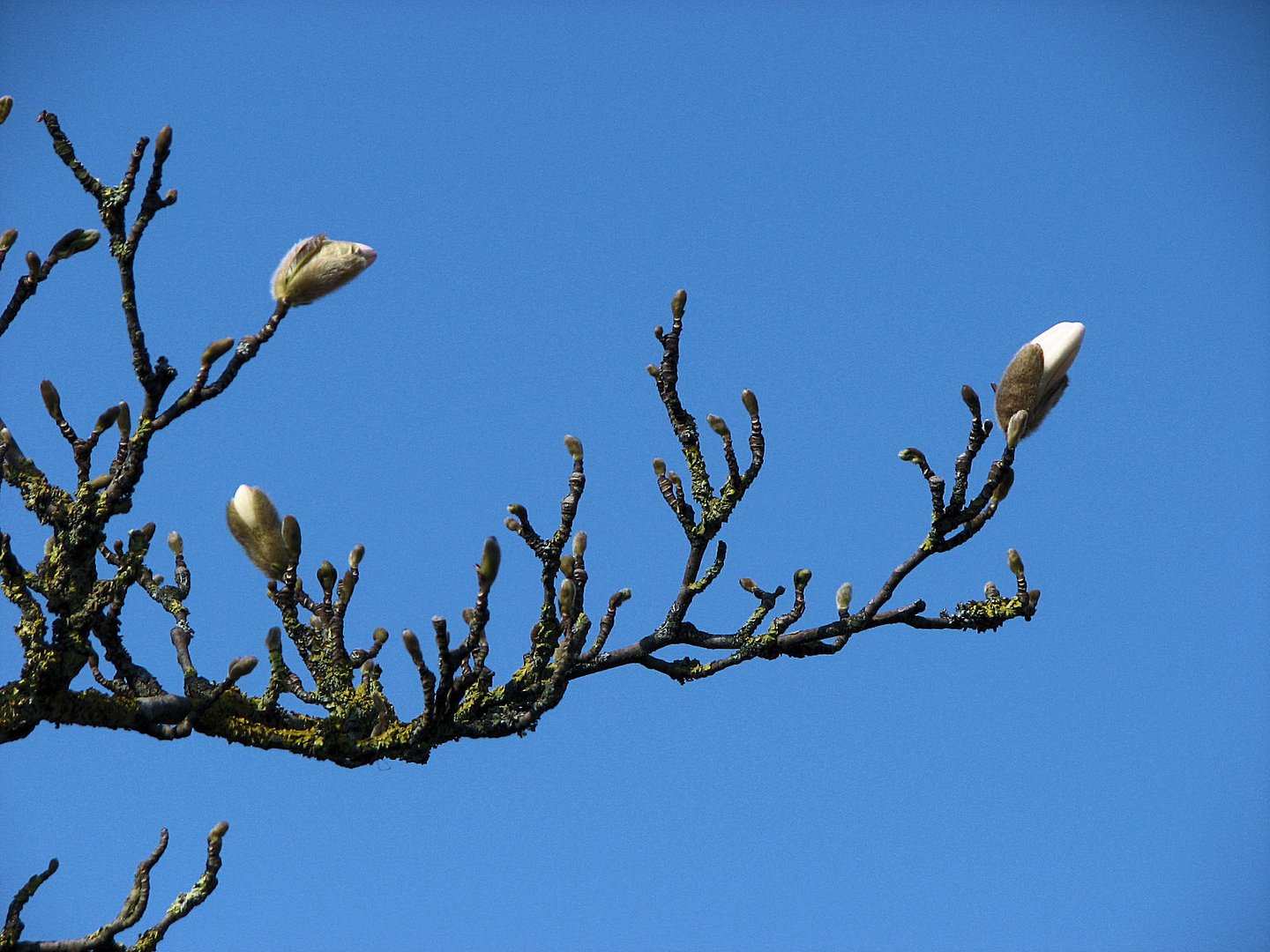 Es ist Frühling