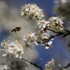 Es ist Frühling! 