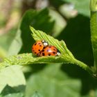 es ist frühling !!!