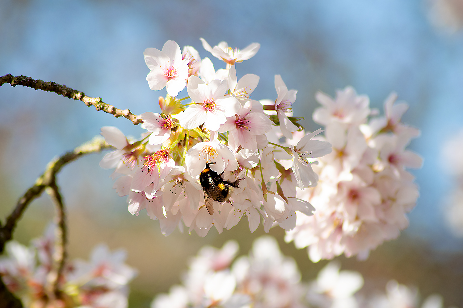 Es ist Frühling ....