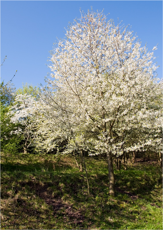 Es ist Frühling