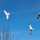 Es ist Frühling - Auf geht´s