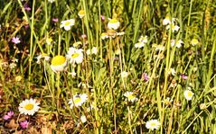 es ist Frühling auf Korfu