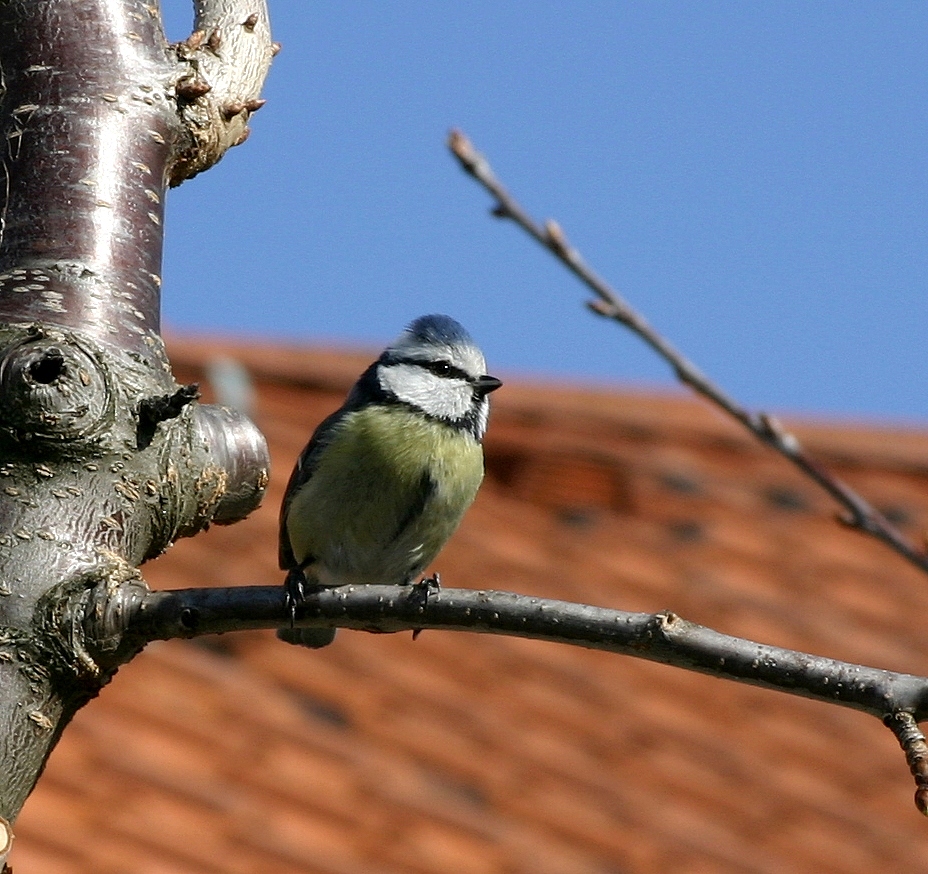 Es ist Frühling