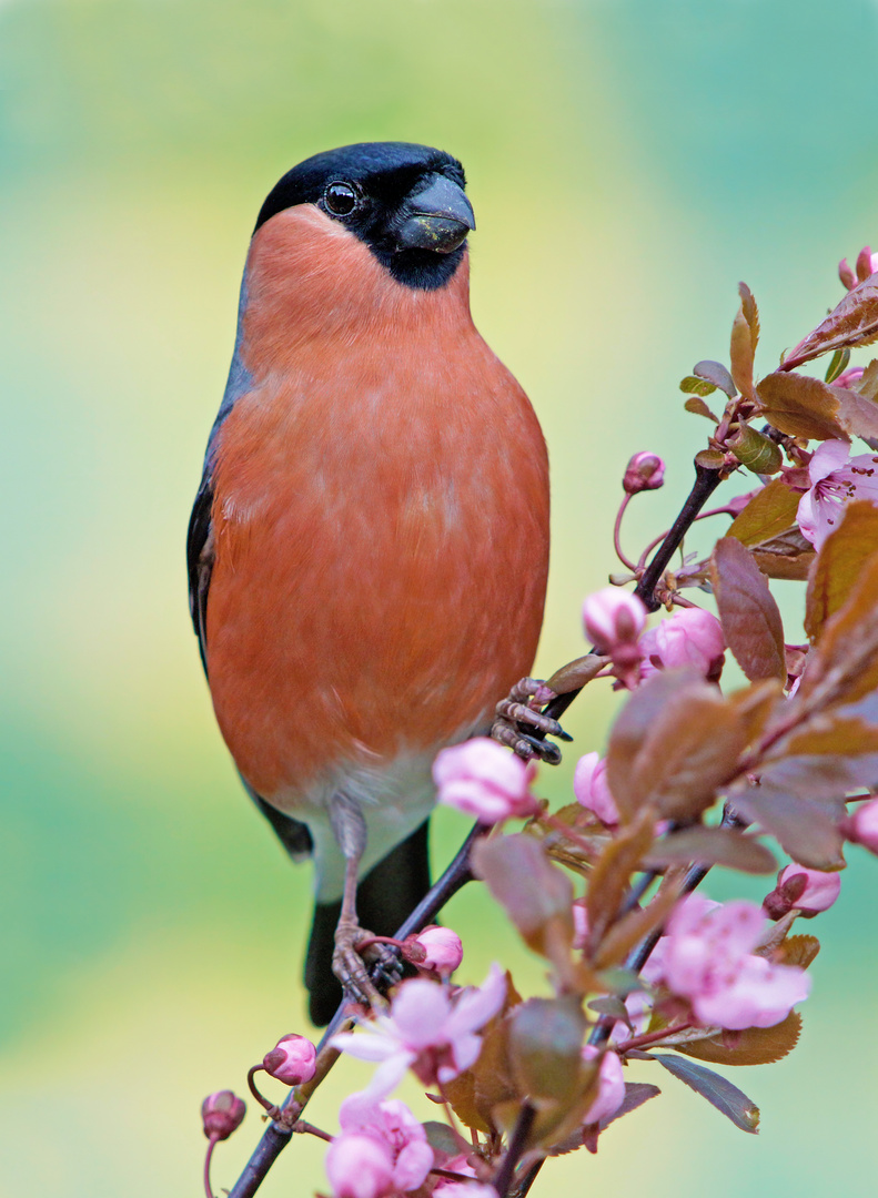Es ist Frühling Foto & Bild tiere, wildlife, wild lebende vögel