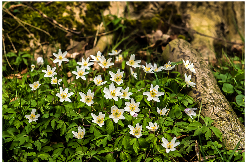 es ist Frühling