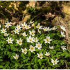 es ist Frühling