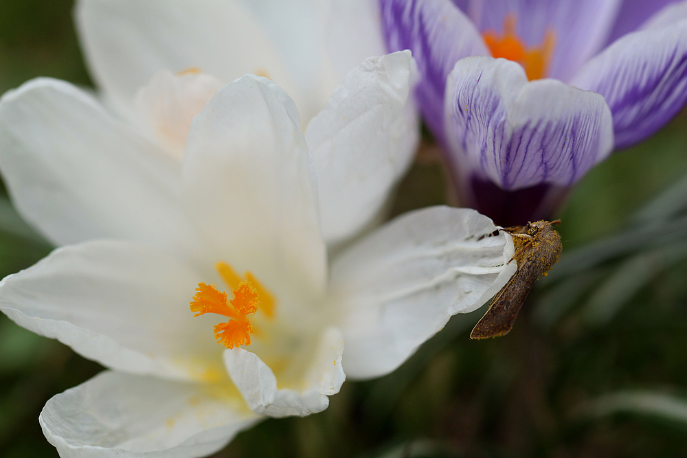 Es ist Frühling..............