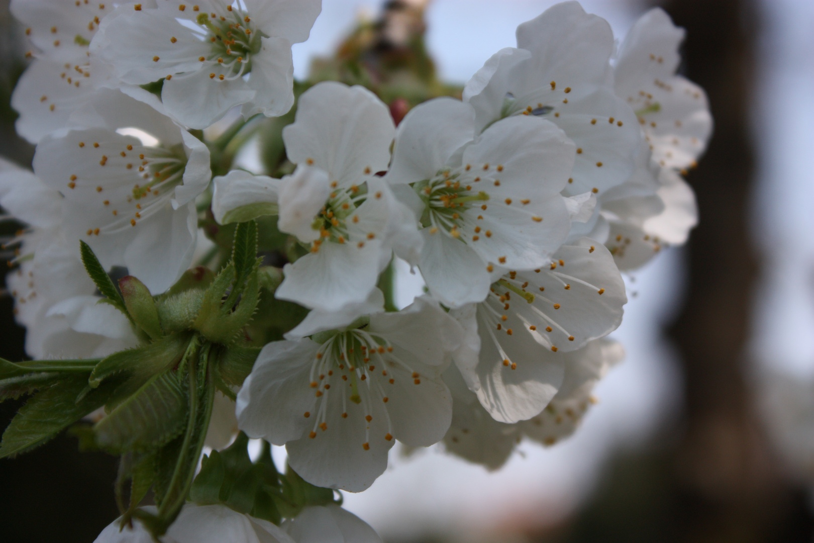 Es ist Frühling