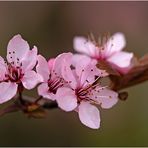 Es ist Frühling....