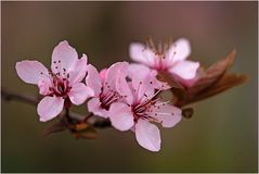 Es ist Frühling....