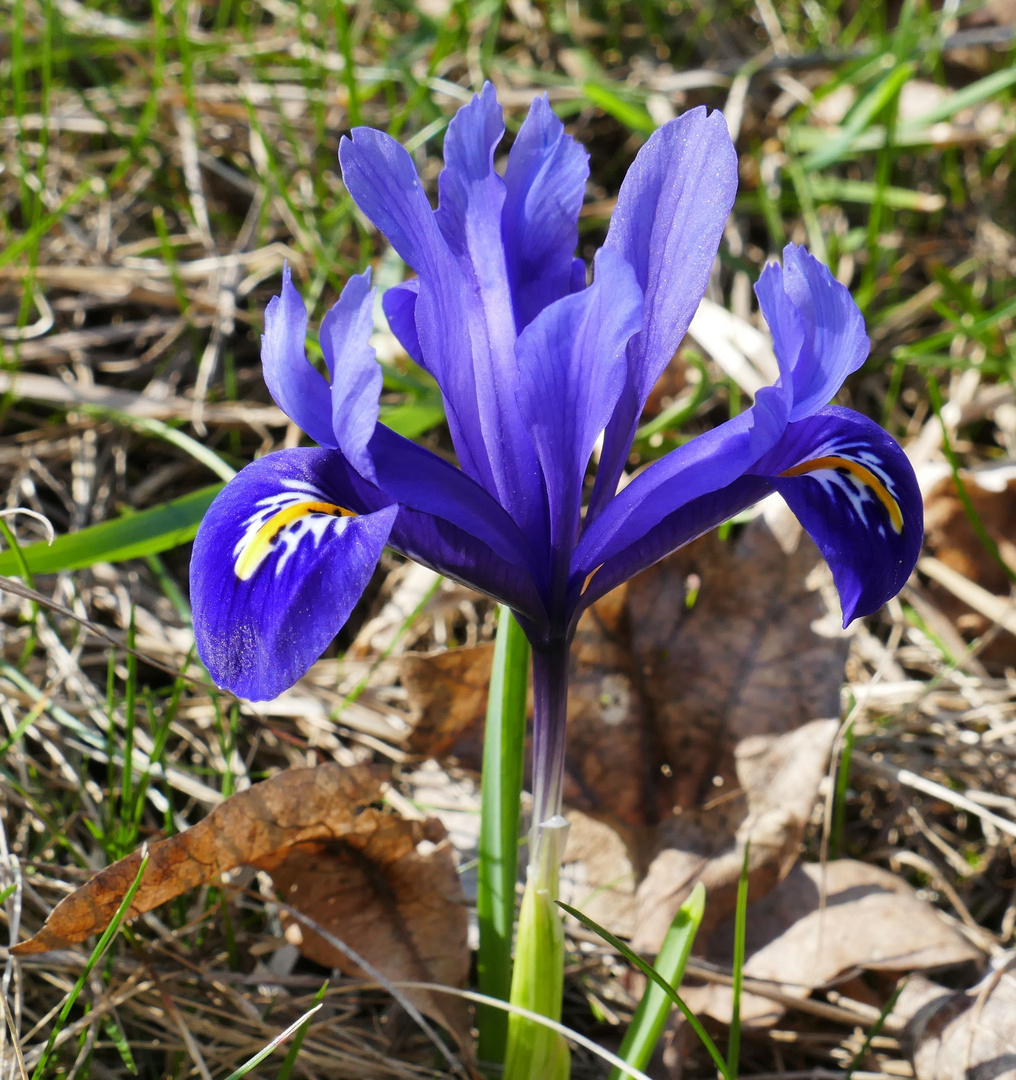 ...es ist Frühling...