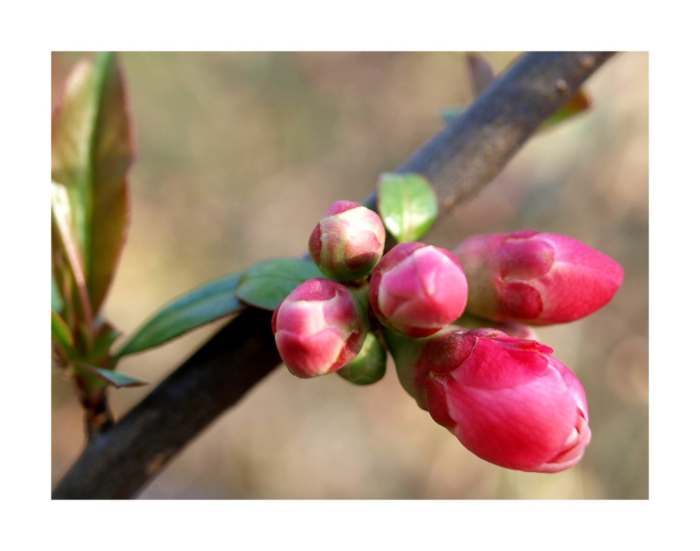 ~Es ist Frühling~