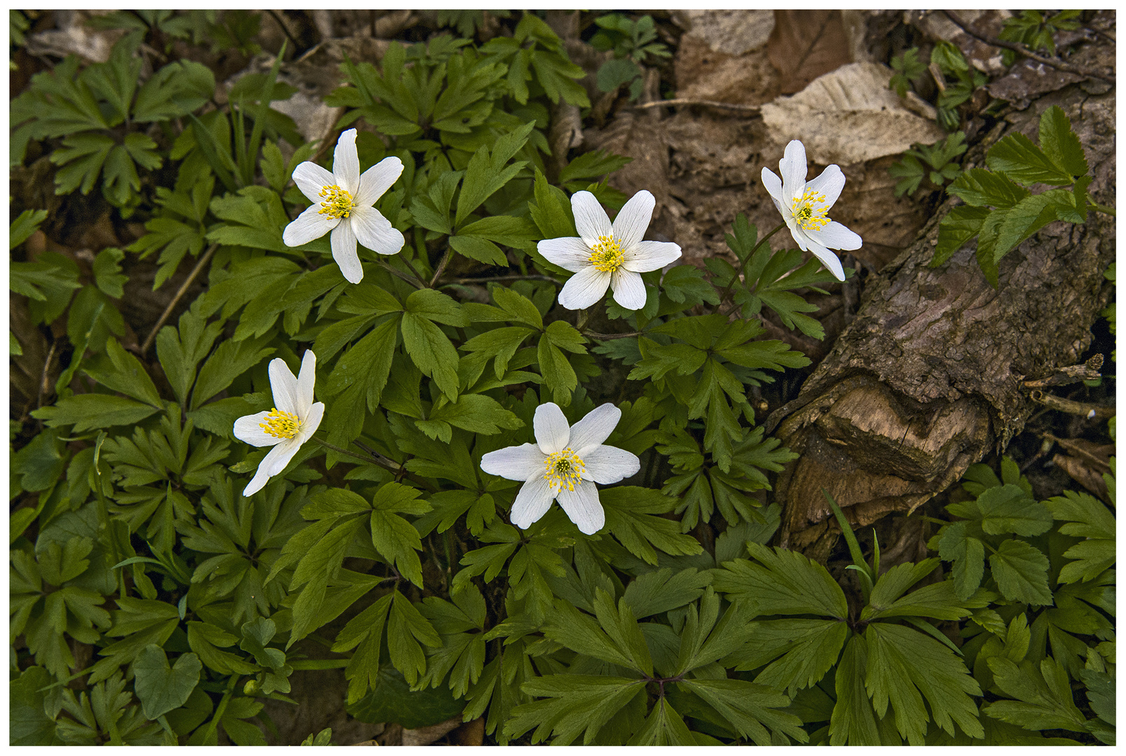 es ist Frühling