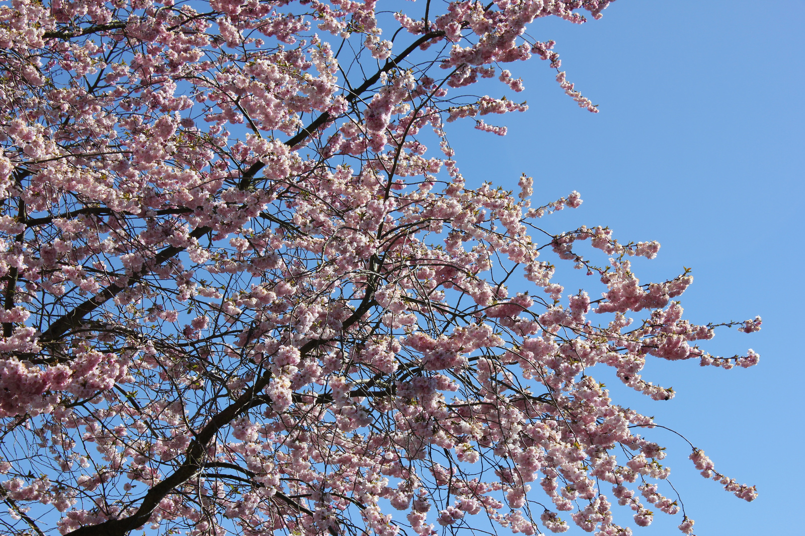 Es ist Frühling