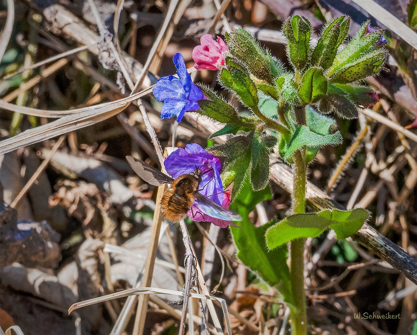 Es ist Frühling für alles in der Natur