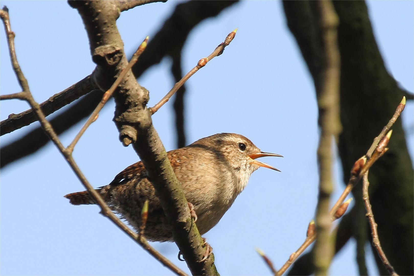 Es ist Frühling ... ich sing dir ein Lied! Kleiner Zaunkönig