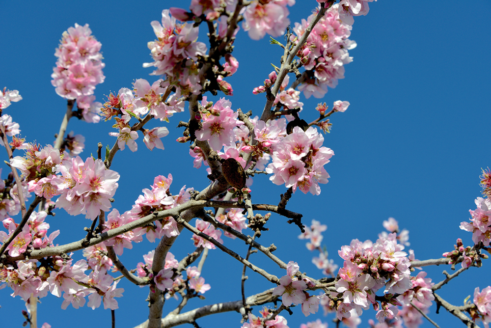 Es ist Frühling in Javea 03 Foto & Bild pflanzen, pilze & flechten