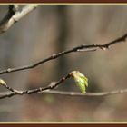 Es ist Frühling - Mutige zuerst....!