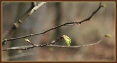 Es ist Frühling - Mutige zuerst....!