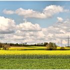 Es ist Frühling und der Raps blüht in den Landen 