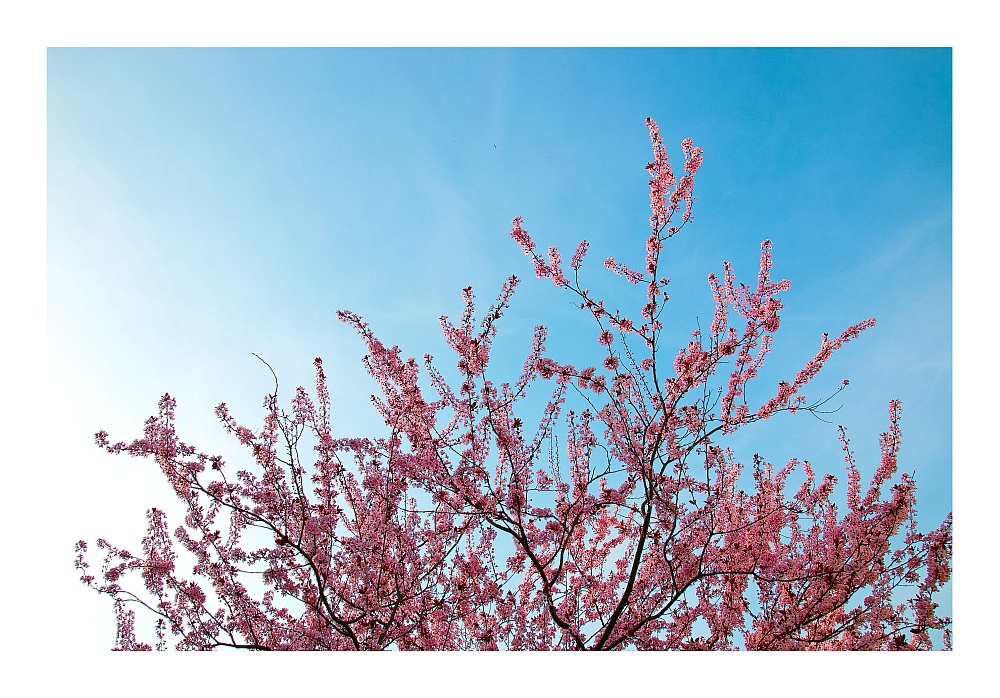 Es ist Frühling und die Bäume schlagen aus