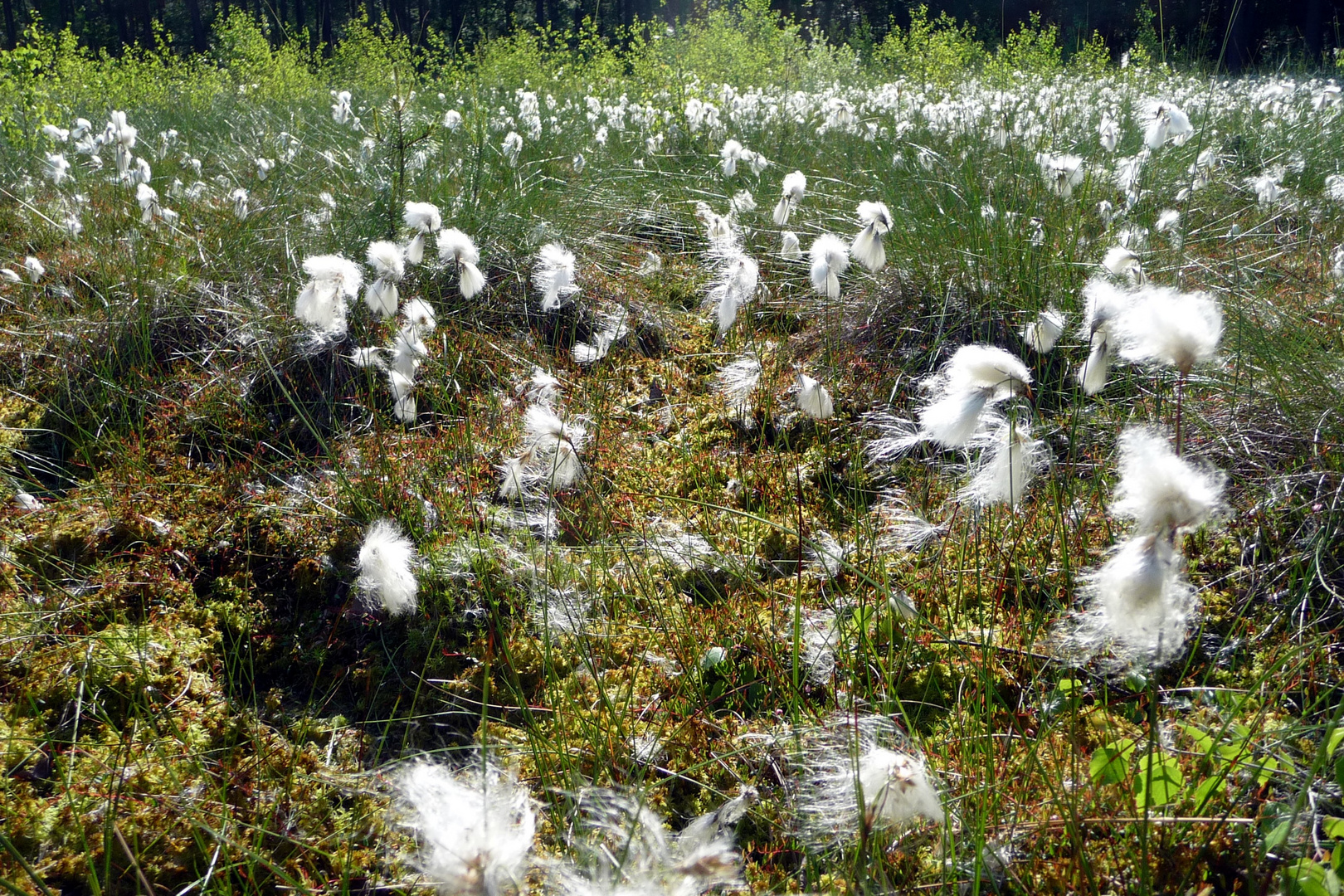 Es ist Frühling und im Moor fruchtet das Wollgras (Eriophorum angustifolium)