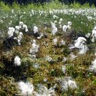 Es ist Frühling und im Moor fruchtet das Wollgras (Eriophorum angustifolium)