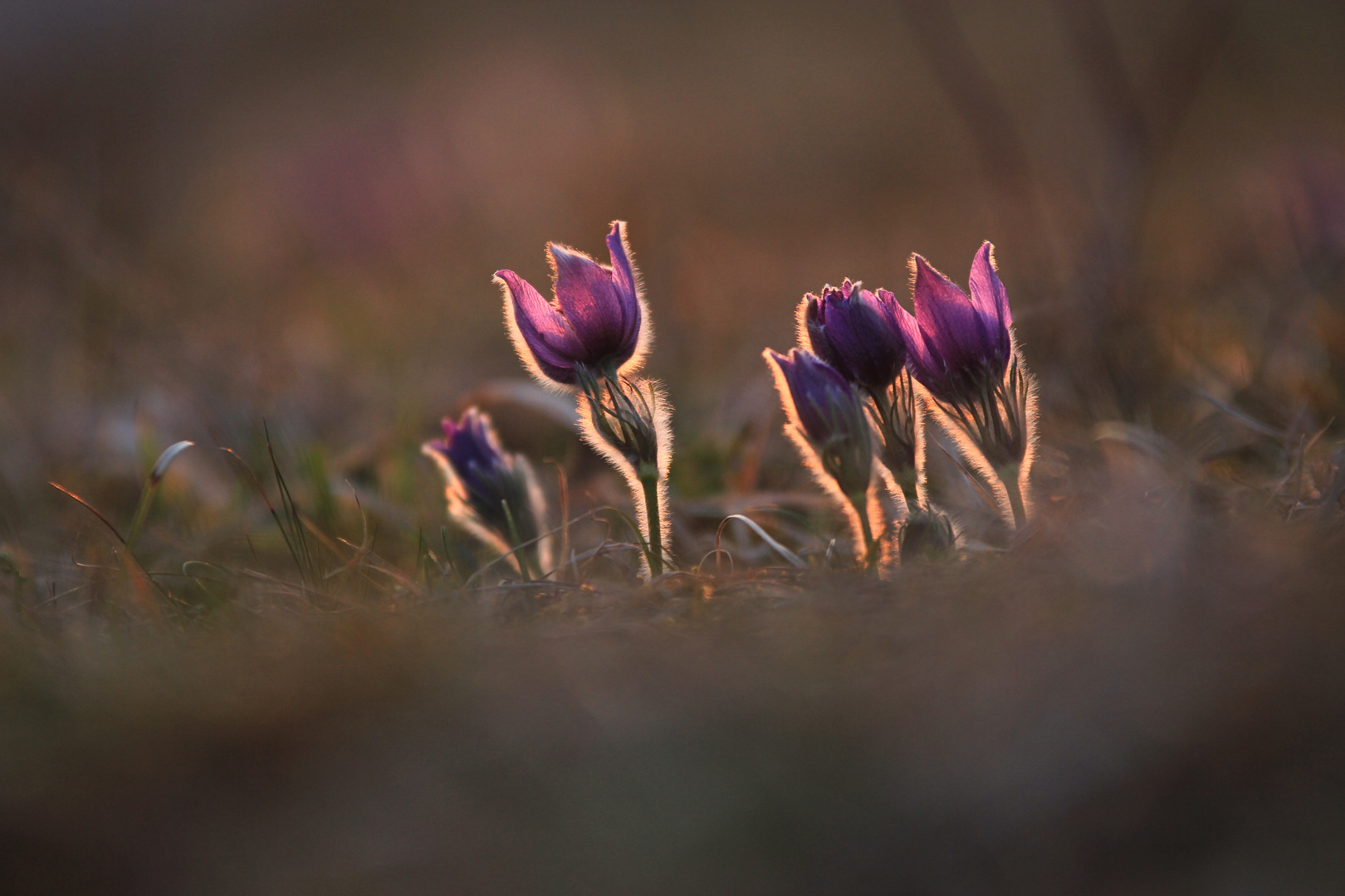 es ist Früüüüühling.......