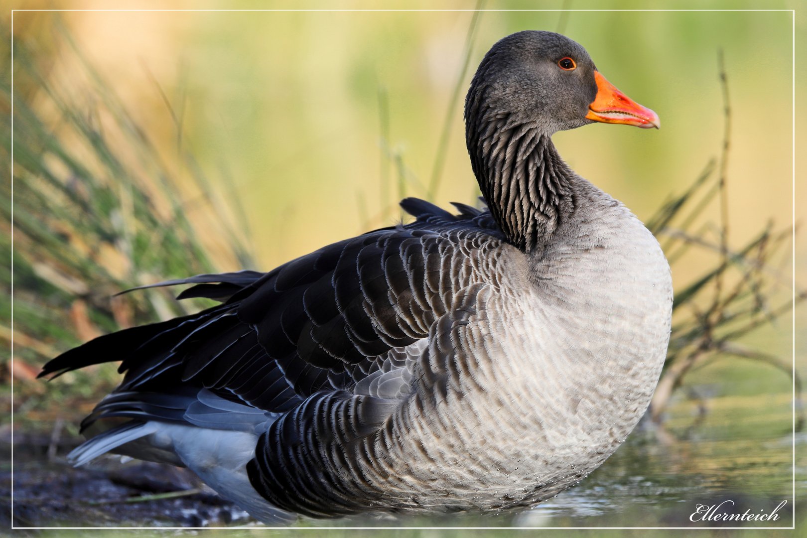 es ist "Gans" schön am Ellernteich