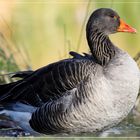 es ist "Gans" schön am Ellernteich