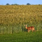 "Es ist halt, wie es ist" - da hilft auch kein Jammern und Heulen