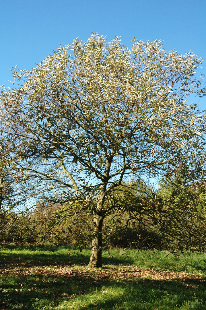 es ist Herbst