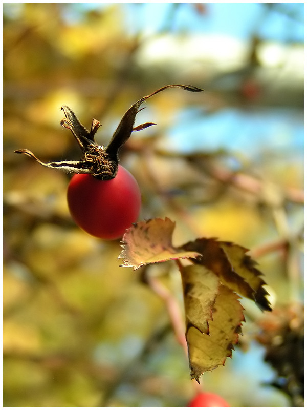 Es ist Herbst 4