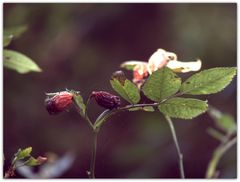 Es ist Herbst