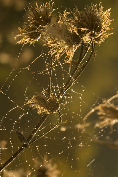 es ist herbst