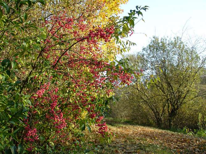 Es ist Herbst .....