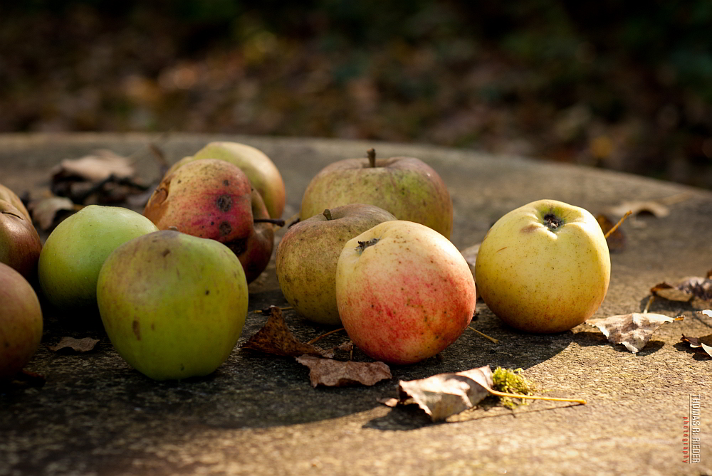 Es ist Herbst...